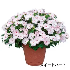サカタのタネ サンパチェンス(R) スイートハート(品種登録出願中) 10.5cm(個体おまかせ1ﾎﾟｯﾄ)　春・夏 花苗 花壇 育てやすい 初心者 白色(175298)のサムネイル
