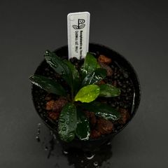 Bucephalandra sp. Sintang Kayu lapis type2 【LA便】ブセファランドラ シンタンカユラピス2 - メルカリ