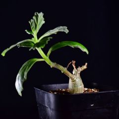 3U4 実生 プテロディスクス・sp yellow flower Pterodiscus sp yellow flower コーデックス 塊根植物 プレステラ90 プテロディスクスsp yellow flower