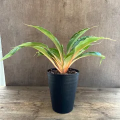 【サンプル】クロロフィツム プリンセスメイブル 観葉植物 観葉 植物 珍奇植物 珍奇 珍しい 珍奇 レア 希少 インテリア プレゼント おしゃれ かわいい グリーン