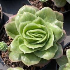 ⑲大きめ苗! 子株2こ付きそわそわ❣️祭囃子❣️群生ちょこん❣️