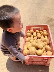 アイマサリ 産地直送 A級品 小玉(Sサイズ) 新じゃが10kg