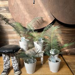 アガベ　シャークスキン　（鉢ごとメルカリ便発送） アガベ シャークスキン【 現物 】大株 鉢のまま発送 - メルカリ