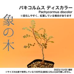 2H8 実生 象の木 パキコルムス ディスカラー コーデックス 塊根植物