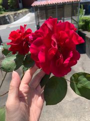 イングリッド・バーグマン 大輪の薔薇 赤 2本挿し木 新芽