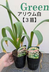 【訳あり　ラスト】３点セット　アリウム　マウントエベレスト　大型品種　球根　ガーデニング　４.５号ポット