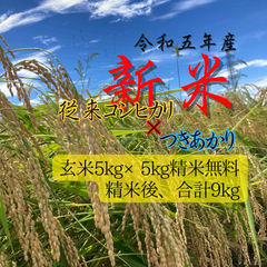 新米 令和五年 新潟県 従来コシヒカリ玄米5kgつきあかり玄米5kg