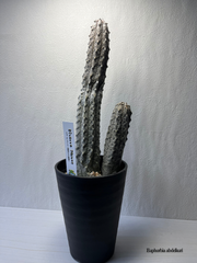 ① ユーフォルビア　アブデルクリ　群生3 全高約37.5cm