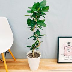 ［現品］☆おすすめ☆ 7番　フィカス　ベンガレンシス　曲がり　8号　観葉植物　室内　ゴムの木　おしゃれ　かわいい