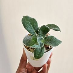 ④《Sinningia Leucotricha》シンニギア・レウコトリカ 断崖の女王 塊根植物 コーデックス