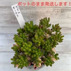 多肉植物♡ブルービーン♡A 〜ポットごと発送のお値段です^^ - メルカリ