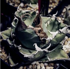 アガベ・チタノタ　大蝦　台湾株OC子株 アガベ・チタノタ ”大螯蝦” 台湾株 OC 子株 発根済 - メルカリ