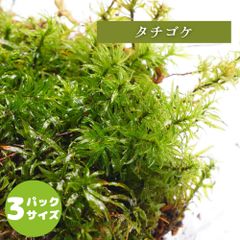 【高原の苔】 タチゴケ 葉に透明感があり背が高い苔 テラリウム 盆栽に 苔パック コケ 苔テラリウム 半日陰向き オープン セミオープン容器向け S(１０ｃｍ×１２ｃｍ)外寸
