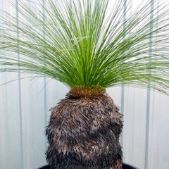 実生株】 クサントロエア グラウカ ブラックボーイ グラスツリー