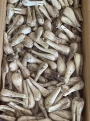宮崎県産　土付きらっきょう　10kg 宮崎県産 土付きらっきょう 10kg