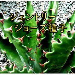 ★*★様 【300円スタート/特大約70㎝超】ジェントリージョーズ　アガベ　トラ アガベジェントリージョーズ | カトーエンゲー