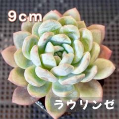 多肉植物　エケベリア ラウリンゼ　大苗