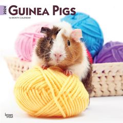 【輸入版】2024年 モルモット カレンダー / ブラウントラウト 30.5 x 61 cm (Guinea Pigs  Calendar)