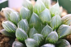 多肉植物 ハオルチア Tom2122