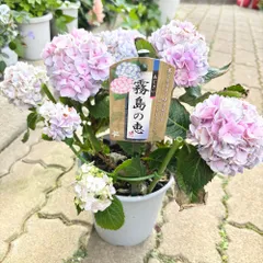 四季咲き 紫陽花 霧島の恵 ガクアジサイ 5寸鉢 : nico-flowers