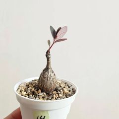 ⑭♡ミニ株♡〚フィランサス・ミラビリス〛Phyllanthus Mirabilis 塊根植物 コーデックス ポット発送
