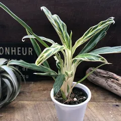 2025年最新】レア植物アグラオネマの人気アイテム - メルカリ