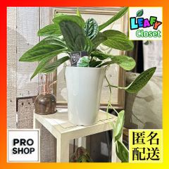 観葉植物　モンステラ ジェイド シャトルコック 5号(個体おまかせ1鉢)　インテリアグリーン 室内園芸 オシャレ カワイイ 可愛い