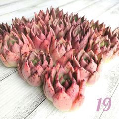 19 多肉植物 オールドエッグ　 エケベリア カット苗  韓国苗