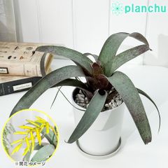 PLANCHU 観葉植物 フリーセア サウンデルシー 4号鉢 受け皿付き 育て方説明書付き Vriesea saundersii ブロメリア タンクブロメリア