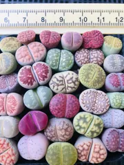 2025年最新】多肉植物 リトープスの人気アイテム - メルカリ
