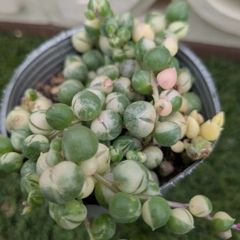 多肉植物セネシオ属 マーブルネックレス
