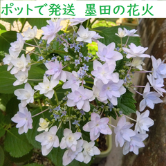 ◎紫陽花