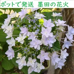 2025年最新】墨田の花火の人気アイテム - メルカリ