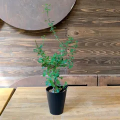 2025年最新】コミフォラの人気アイテム - メルカリ