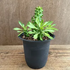 モナデニウム ② 不明種 Monadenium 現品 観葉植物 観葉 植物 珍奇植物 珍奇 珍しい レア 希少 塊根植物 塊根 コーデックス 多肉植物 多肉 インテリア モナデニューム
