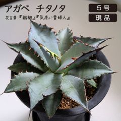 アガベ チタノタ 特大株の白鯨②直径約20cm 鉢ごと 短葉 強鋸歯