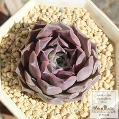 2025年最新】シムランスの人気アイテム - メルカリ