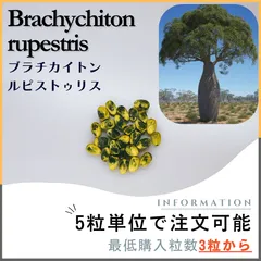 お引き取り限定☆ブラキキトン3鉢☆ ボトルツリー ブラキキトン 巨大なため引き取り限定でお願いし