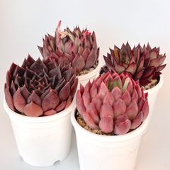 【多肉植物】赤系エケベリア4種セット