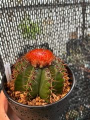 メロカクタス　サボテン
