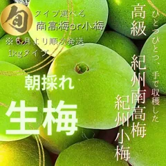待望の販売開始　紀州南高梅　青梅　選べる紀州小梅　1㎏　生もの　新鮮新物！　ここ和歌山から産地直送　朝採れ　レシピ付き　梅酒　梅シロップ　梅干し　梅酒　梅シロップ　手作り　梅仕事　雹被害での多少傷あり　※出荷は２６日頃から　宅配便　常温配送のサムネイル
