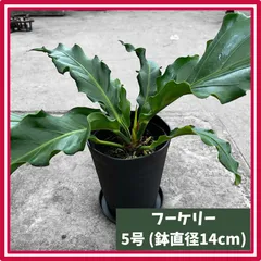 ①nalu⭐︎商品。希少品種のアンスリューム・フーケリー アンスリウム：フーケリー5号鉢植え の通販 | 園芸ネット