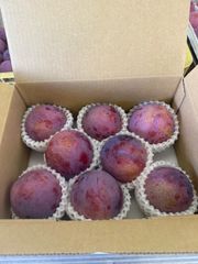 山梨県産【貴陽すもも】希少品種 LL大玉20玉入【訳あり】クール便