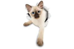 【人気商品】Winston & Bear 3Dキャットステッカー - 2パック - 壁、冷蔵庫、トイレ、その他のシャム猫のステッカーのためにシャム子猫ステッカー