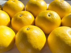 ♬ほろ苦さが人気のオトナ味の柑橘♬ 『土佐文旦』約5㎏