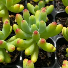 ピーチエッグ QS1041×18鉢 抜き苗 多肉植物 エケベリア サボテン