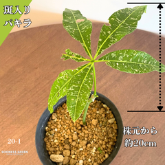 【沖縄育ち】約20cm 斑入りパキラ🌟 観葉植物 インテリアグリーン 希少 育てやすい  南国育ち 20-1