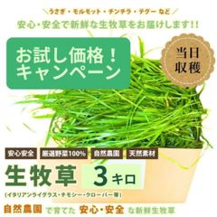 [クール便発送] 生牧草 国産とれたて 大容量 3000g 3kg ( イタリアンライグラス クローバー オーツ ソルゴー ) うさぎ モルモット チンチラ  馬