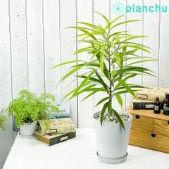 フィカス　ショウナンゴムノキ　斑入り 鉢ごと発送 フィカス ショウナンゴムノキ 斑入り 鉢ごと発送 フィカス