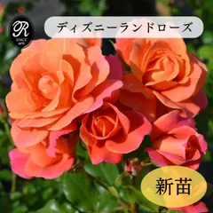 四季咲きバラ苗 ベルサイユのばら 王妃アントワネット 2年生大苗